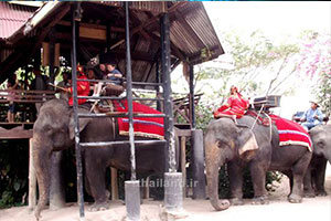 elephant village